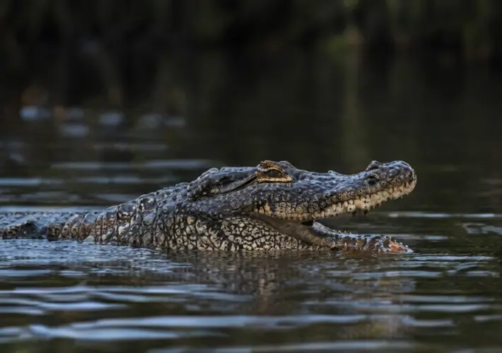 An Early Morning in the Everglades