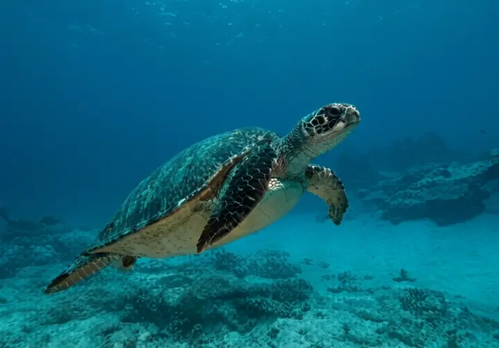 Diving the Florida Keys: What I Saw